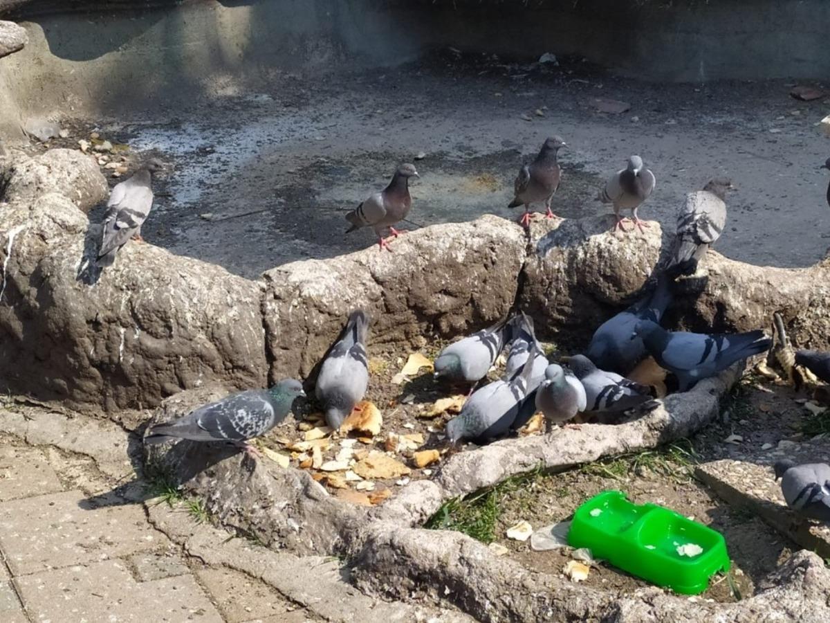 Eskişehirliler sokak hayvanlarını unutmadı