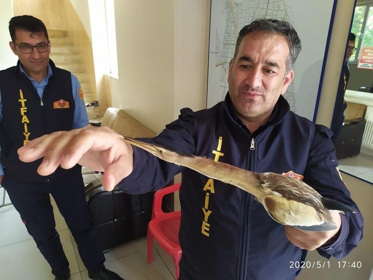 Nesli t&uuml;kenmekte olan Balaban Kuşu tedavi altına alındı