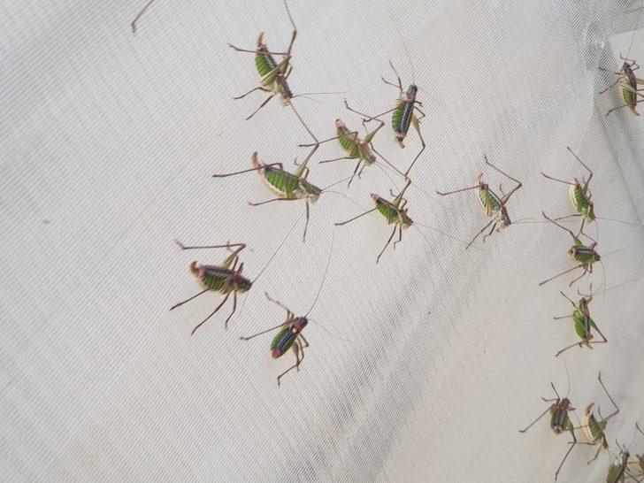 Çekirgeler Akarca Ovası'nı istila etti G1