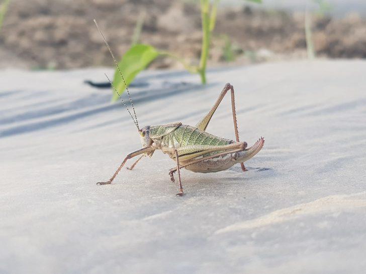 Çekirgeler Akarca Ovası'nı istila etti G2