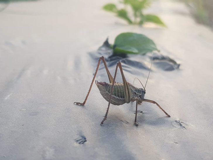 Çekirgeler Akarca Ovası'nı istila etti G3