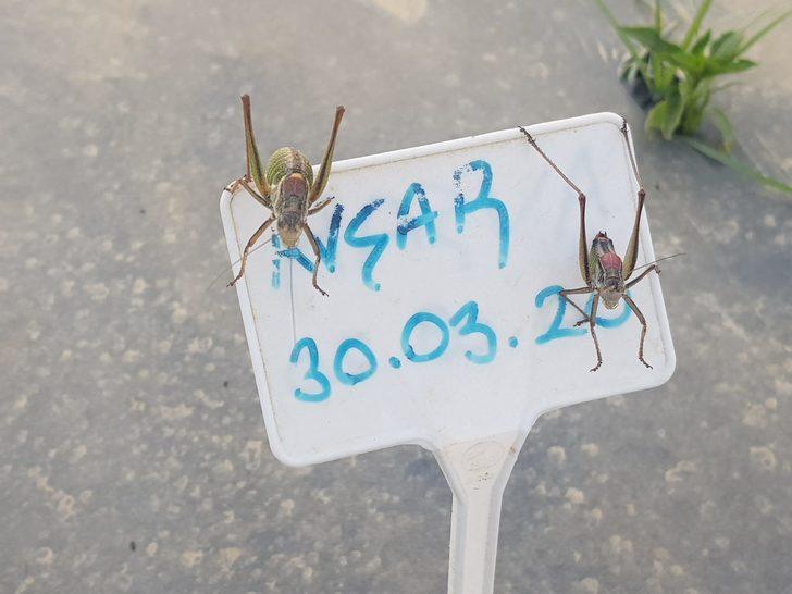 Çekirgeler Akarca Ovası'nı istila etti G4