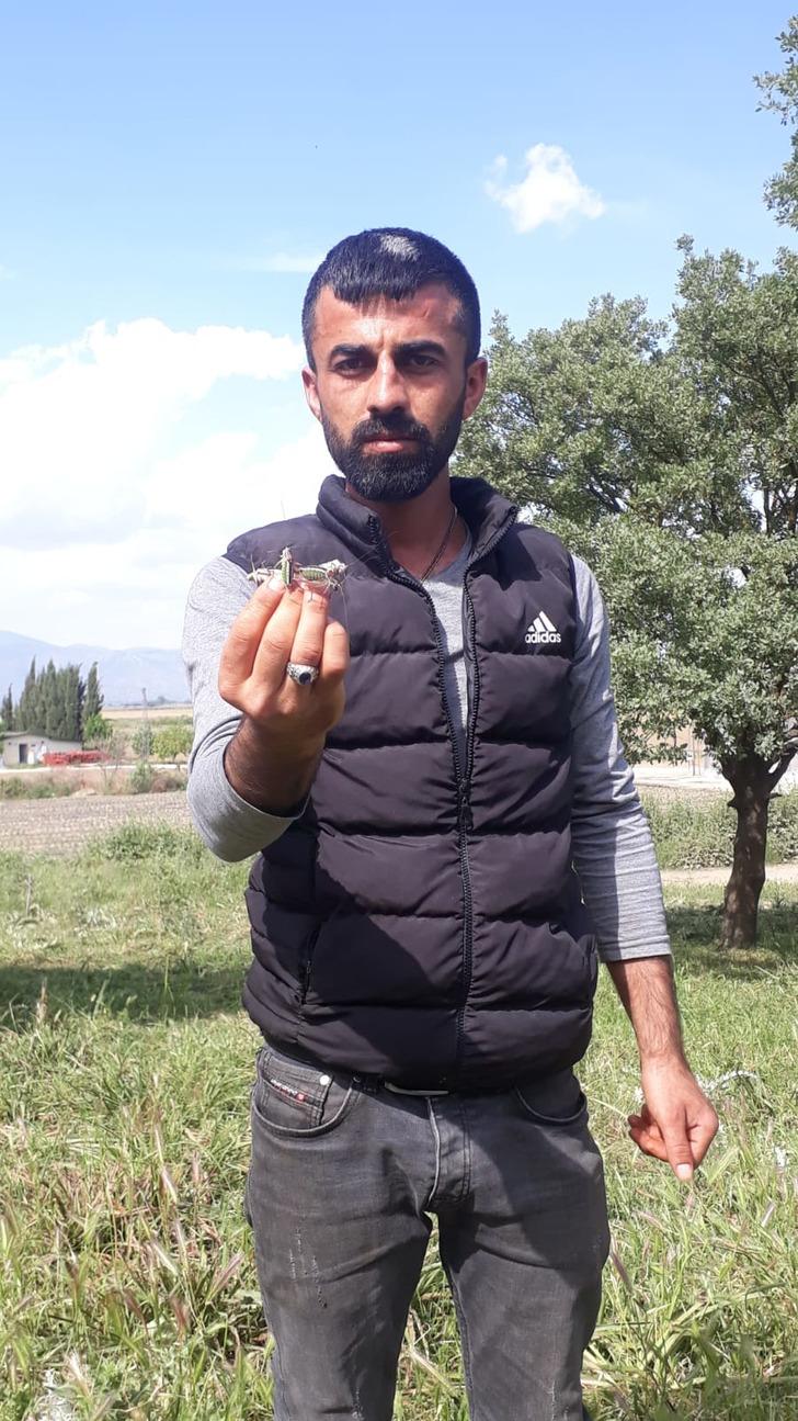 Çekirgeler Akarca Ovası'nı istila etti G5