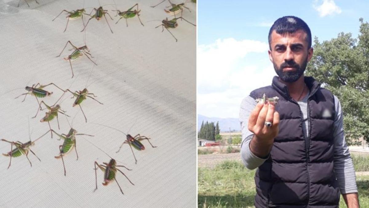 &Ccedil;ekirgeler Akarca Ovası'nı istila etti