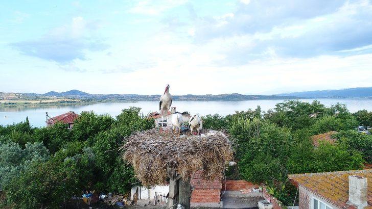Belgesele konu olan Yaren leylekten sevindiren haber!  G1