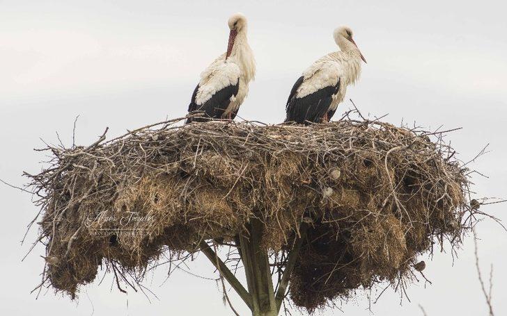 Belgesele konu olan Yaren leylekten sevindiren haber!  G3