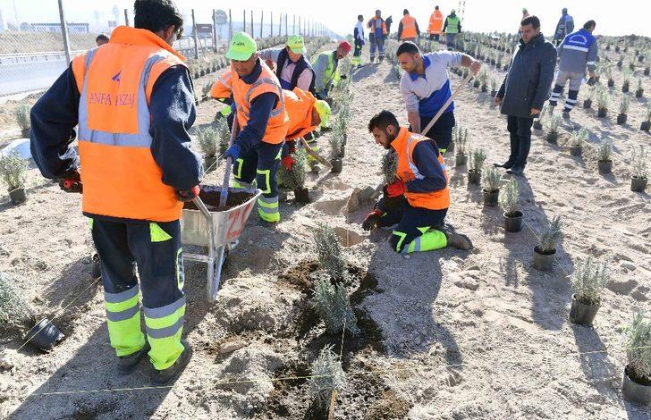Ankara Büyükşehirden lavanta üreticilerine destek G1