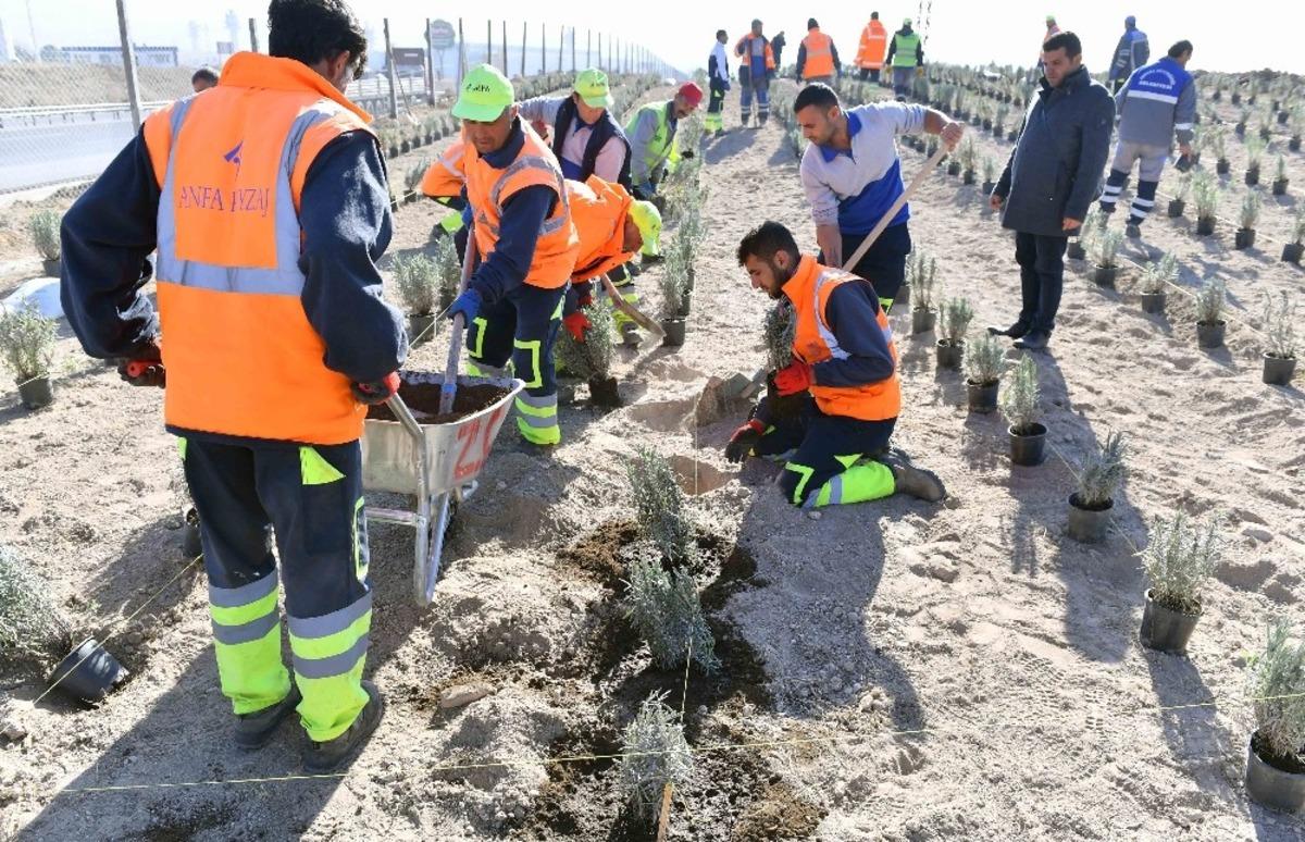 Ankara B&uuml;y&uuml;kşehirden lavanta &uuml;reticilerine destek