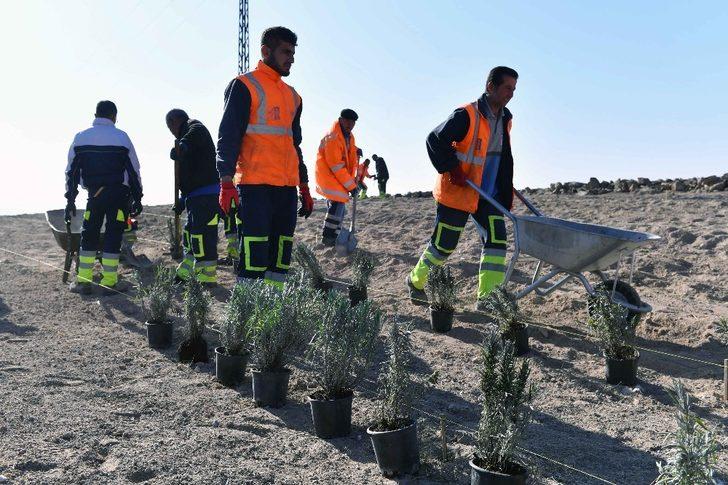 Ankara Büyükşehirden lavanta üreticilerine destek G2