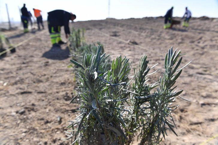 Ankara Büyükşehirden lavanta üreticilerine destek G3
