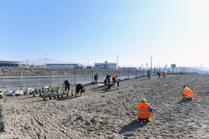 Ankara Büyükşehirden lavanta üreticilerine destek G4