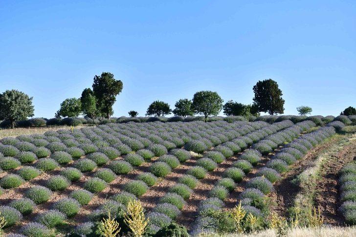Ankara Büyükşehirden lavanta üreticilerine destek G5