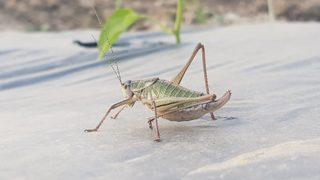 İzmir'deki çekirge istilasıyla ilgili flaş açıklama!