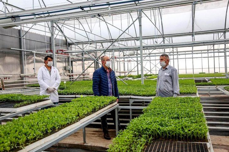 Meram Sebze Fidesi Üretim Tesisinde fide satışları başladı G1