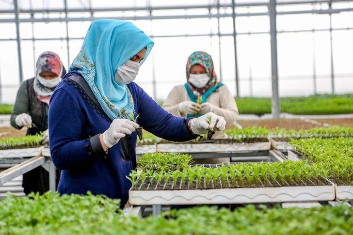 Meram Sebze Fidesi Üretim Tesisinde fide satışları başladı G2