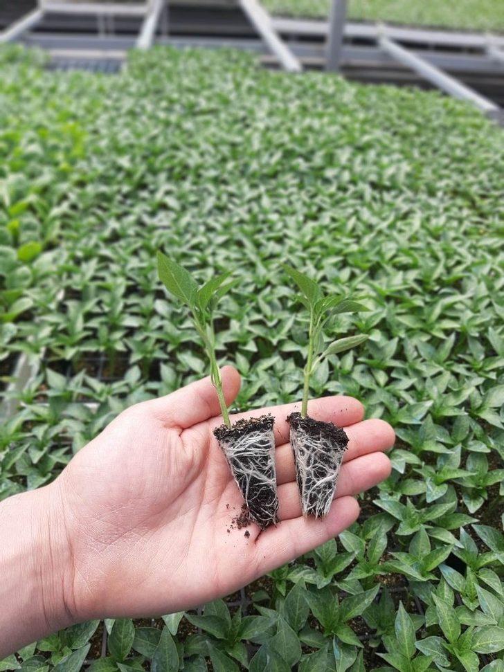 Meram Sebze Fidesi Üretim Tesisinde fide satışları başladı G4