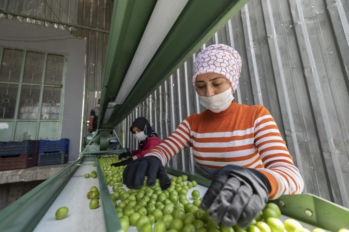 Mersin B&uuml;y&uuml;kşehir Belediyesi&rsquo;nden erik &uuml;reticisine makine desteği