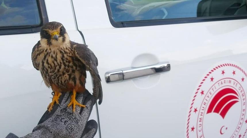 Yaralı halde bulunan doğan ve şahin koruma altına alındı