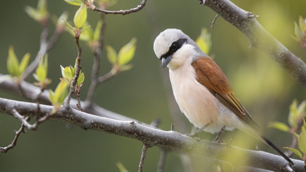Bu kez anı yakalamak i&ccedil;in evlerinde deklanş&ouml;re bastılar