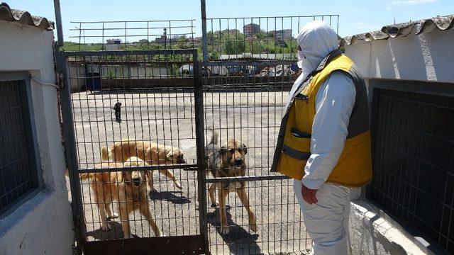 Çorlu Belediyesi Hayvan Bakımevi kısıtlama günlerinde çalışmalarını sürdürüyor