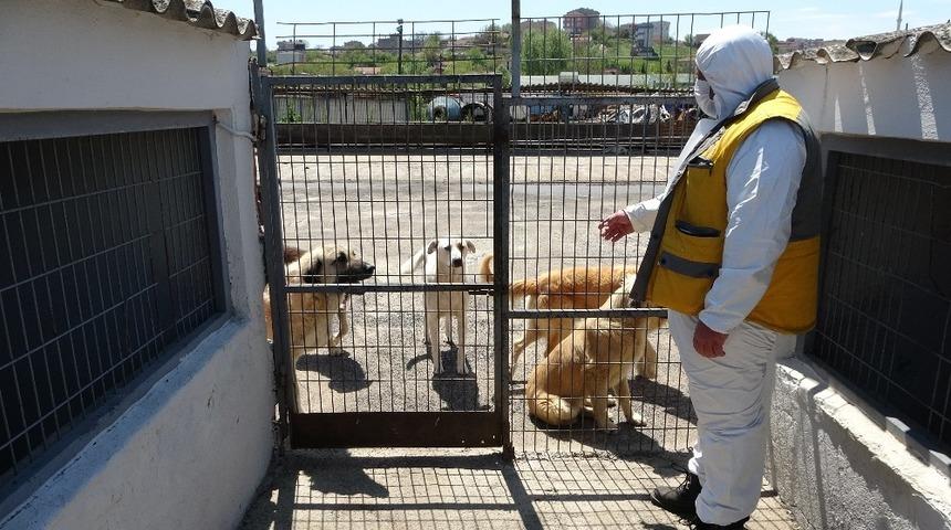 &Ccedil;orlu Belediyesi Hayvan Bakımevi kısıtlama g&uuml;nlerinde &ccedil;alışmalarını s&uuml;rd&uuml;r&uuml;yor