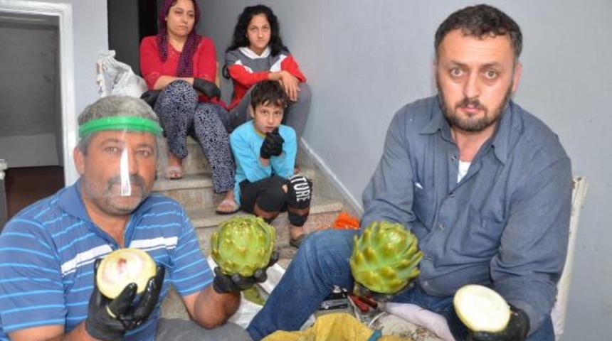 100 bin adet enginarı soyarak satıyorlar