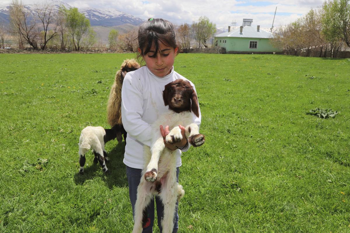 Van'da 5 bacaklı kuzu g&ouml;renleri şaşırtıyor