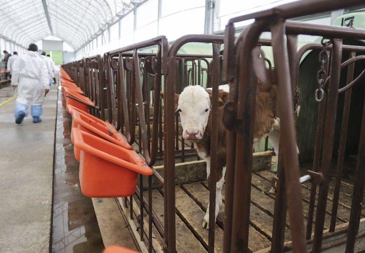 Ankara’da büyükbaş hayvanların aşılama ve küpeleme işlemleri devam ediyor G1