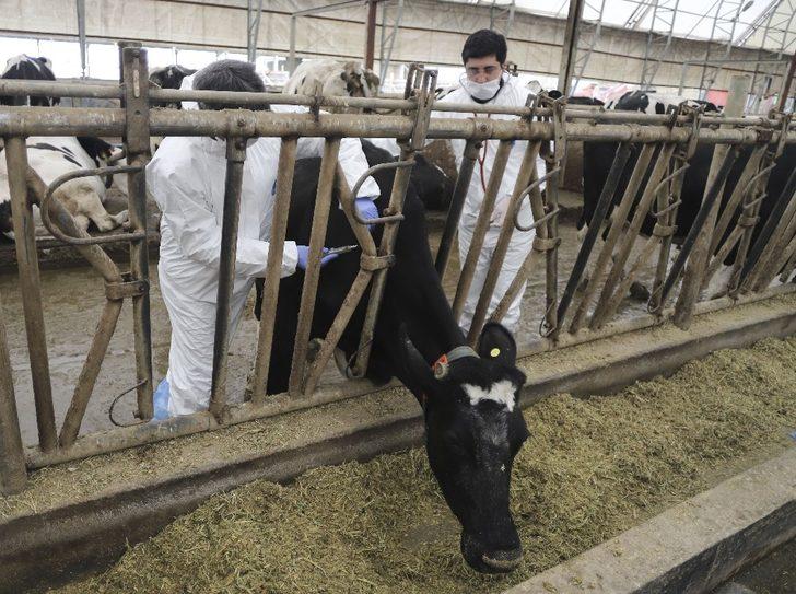 Ankara’da büyükbaş hayvanların aşılama ve küpeleme işlemleri devam ediyor G2