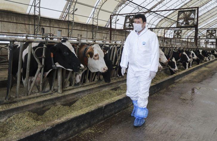 Ankara’da büyükbaş hayvanların aşılama ve küpeleme işlemleri devam ediyor G3