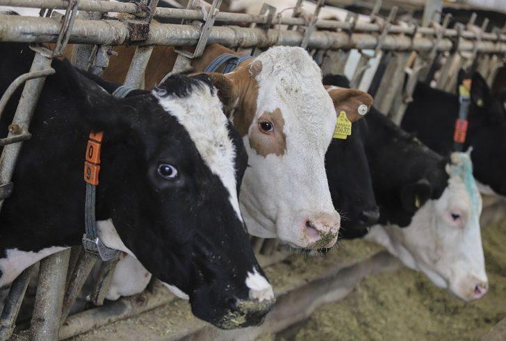 Ankara’da büyükbaş hayvanların aşılama ve küpeleme işlemleri devam ediyor G4