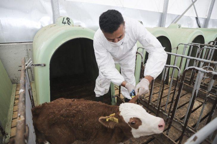 Ankara’da büyükbaş hayvanların aşılama ve küpeleme işlemleri devam ediyor G5