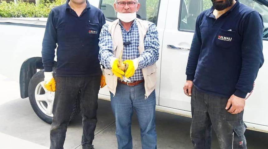 Arazide bulunan yaralı balaban kuşu tedavi altına alındı