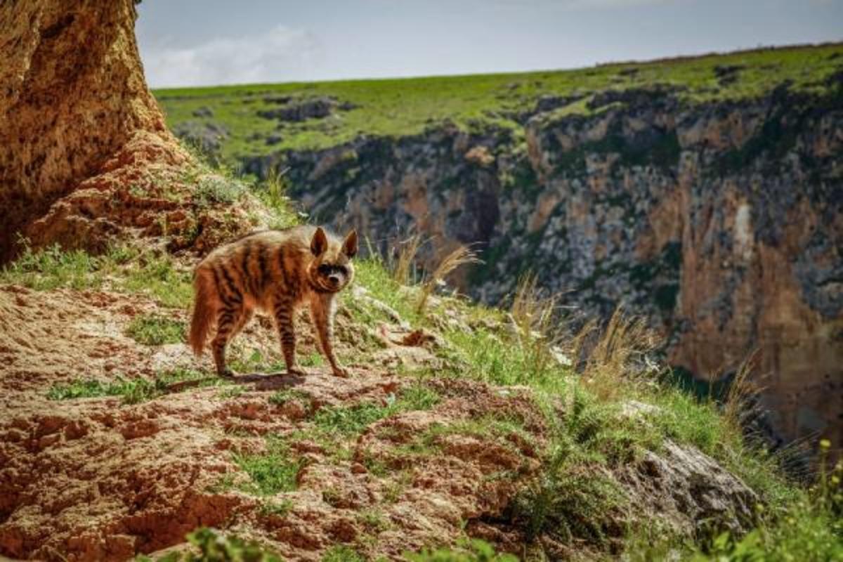 Adıyaman'ın Besni il&ccedil;esinde &ccedil;izgili sırtlan g&ouml;r&uuml;nt&uuml;lendi