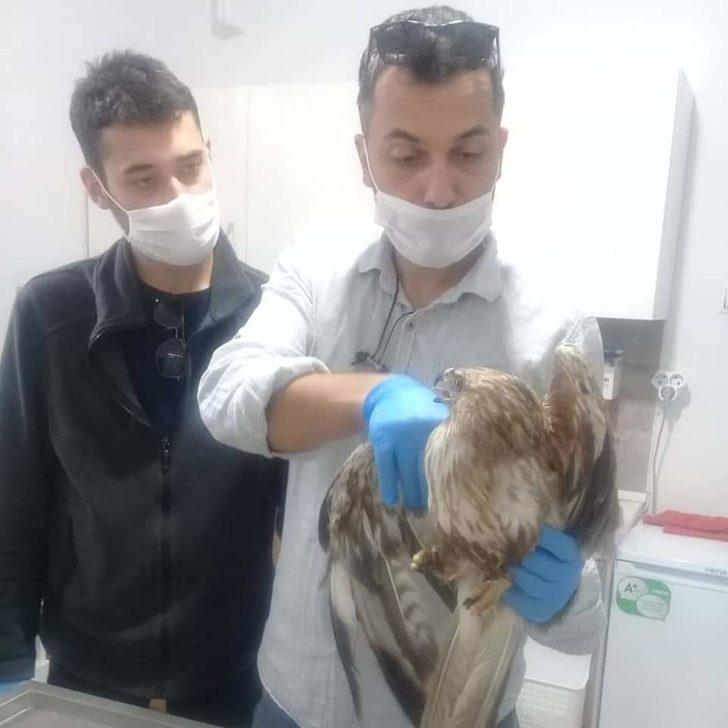 Yaralı kızıl şahin tedaviye alındı G1