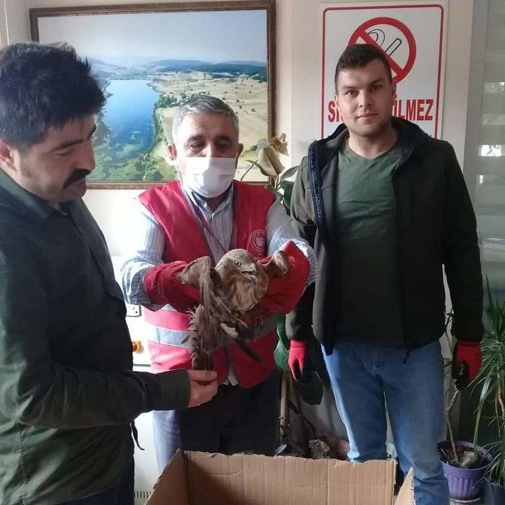 Yaralı kızıl şahin tedaviye alındı G2