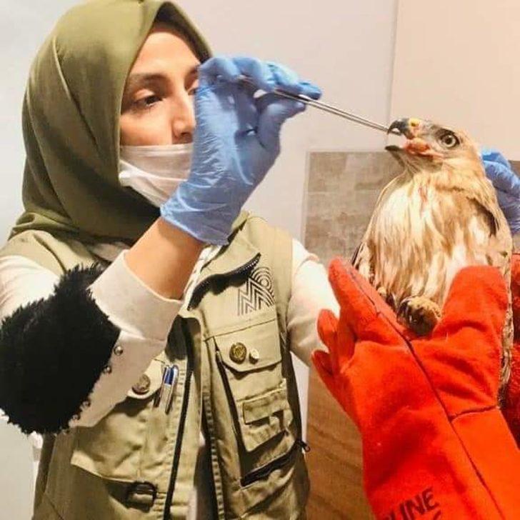 Yaralı kızıl şahin tedaviye alındı G3