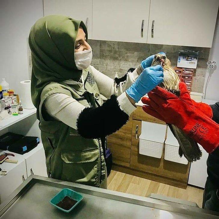 Yaralı kızıl şahin tedaviye alındı G4