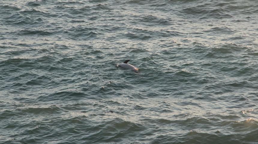 Kuşadası&rsquo;nda &ouml;l&uuml; yunus balığı karaya vurdu