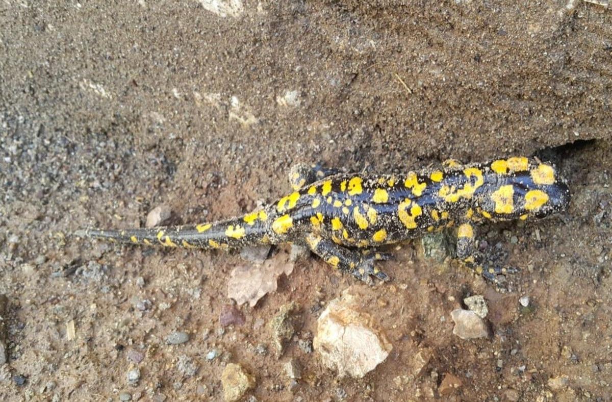 Yağışlarla beraber "Benekli Semenderler" ortaya &ccedil;ıktı