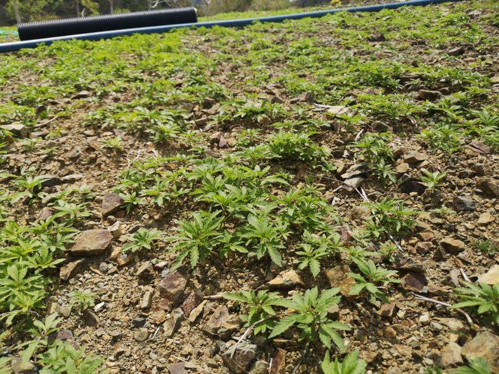 Teröristlerin, helikopterin indiği alana tuzakladığı patlayıcı imha edildi G5