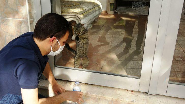 Kısıtlama öncesi mağazada mahsur kaldı! Minik kedi, 2 gün sonra kurtarıldı G1
