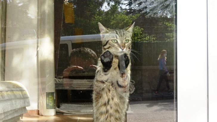 Kısıtlama öncesi mağazada mahsur kaldı! Minik kedi, 2 gün sonra kurtarıldı G3