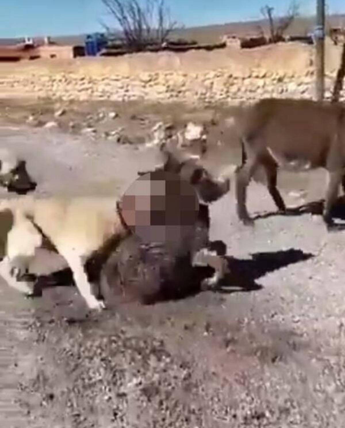 &Ccedil;oban k&ouml;peklerini sıpaya saldırtmıştı! O gen&ccedil;, serbest bırakıldı