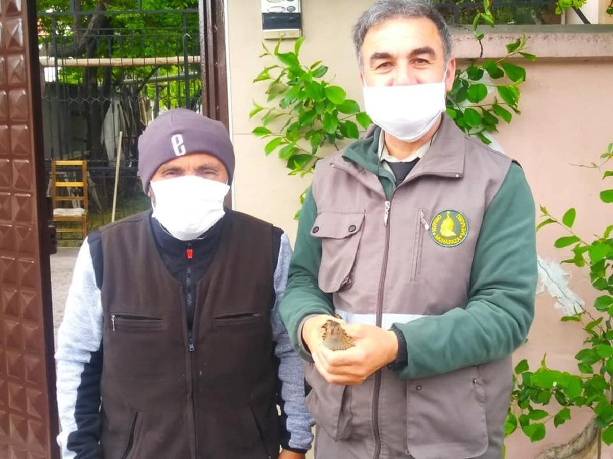 Konya&rsquo;da yaralı olarak bulunan baykuş ve bıldırcın kılavuzu koruma altına alındı