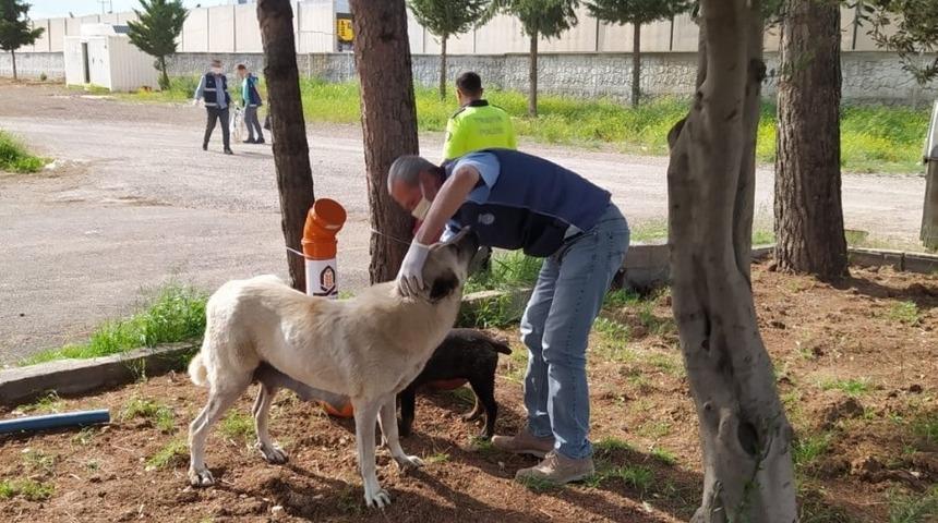 Kızıltepe Belediyesi sokak hayvanlarını unutmadı