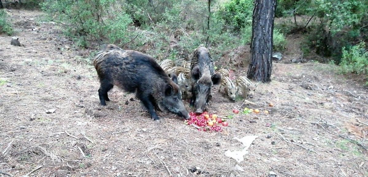 Yaban domuzlarına beslemeli &ouml;nlem