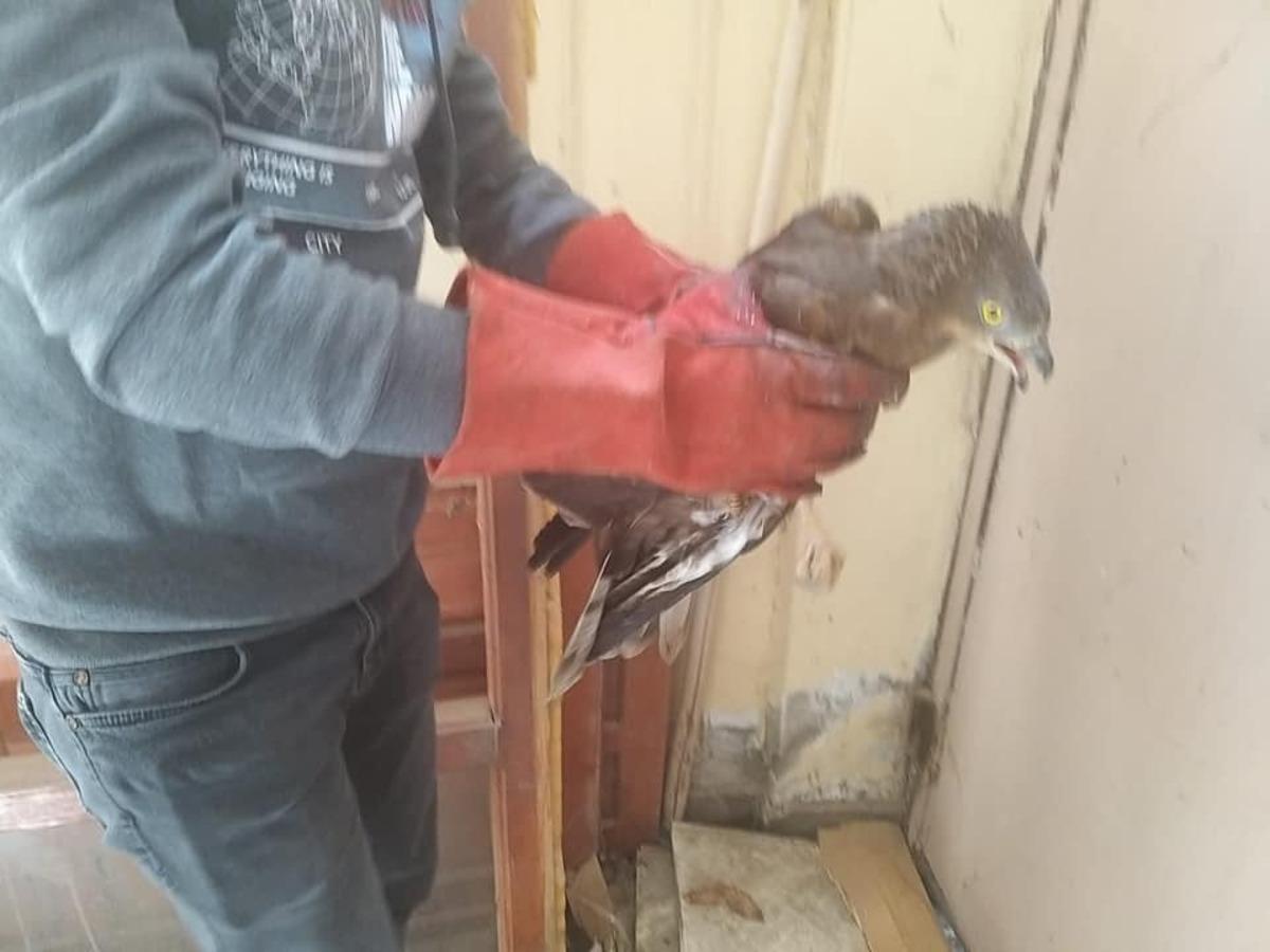 Arı Şahini ve Erguvani balık&ccedil;ıl Kars&rsquo;ta tedavi altına alındı