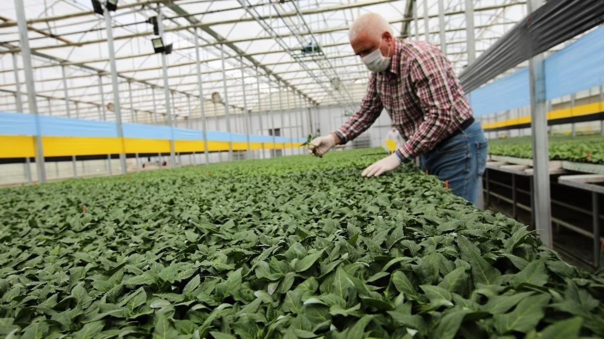 Tokat&rsquo;ta, korona vir&uuml;s sebze fidesi &uuml;retimine engel olmadı