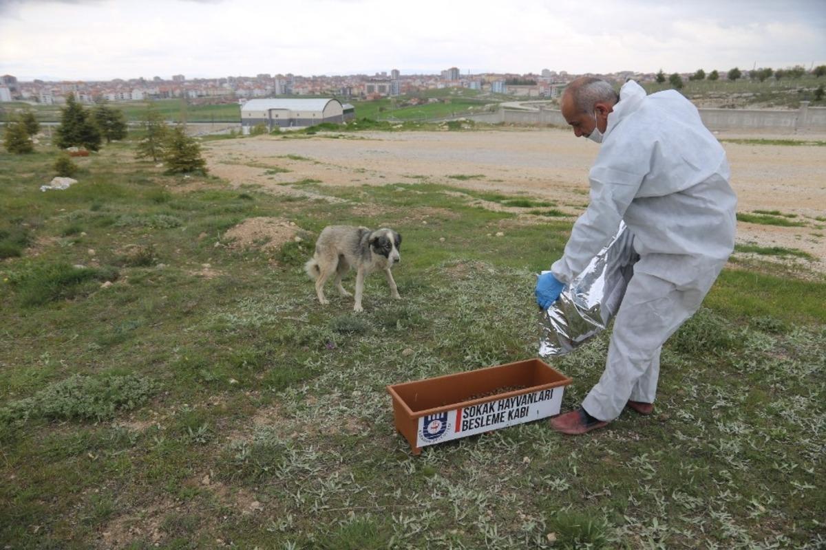 Karaman Belediyesi sokak hayvanlarını unutmadı